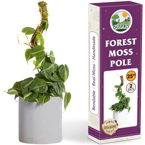 Best Moss Pole for Philodendron: Top Picks 2023.